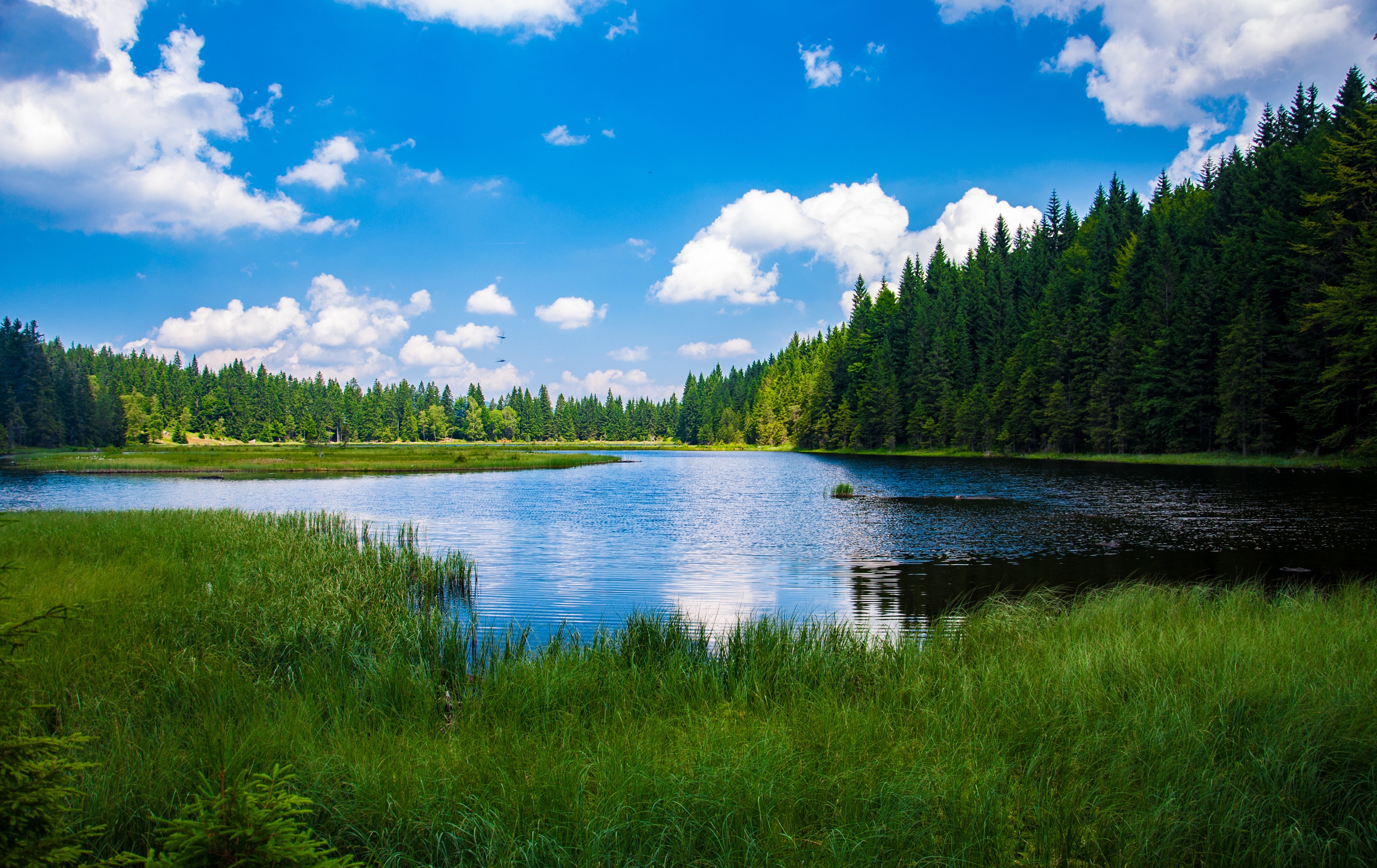 Un lago tranquillo circondato da un bosco sotto un cielo azzurro